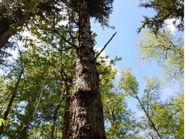NTF_tree